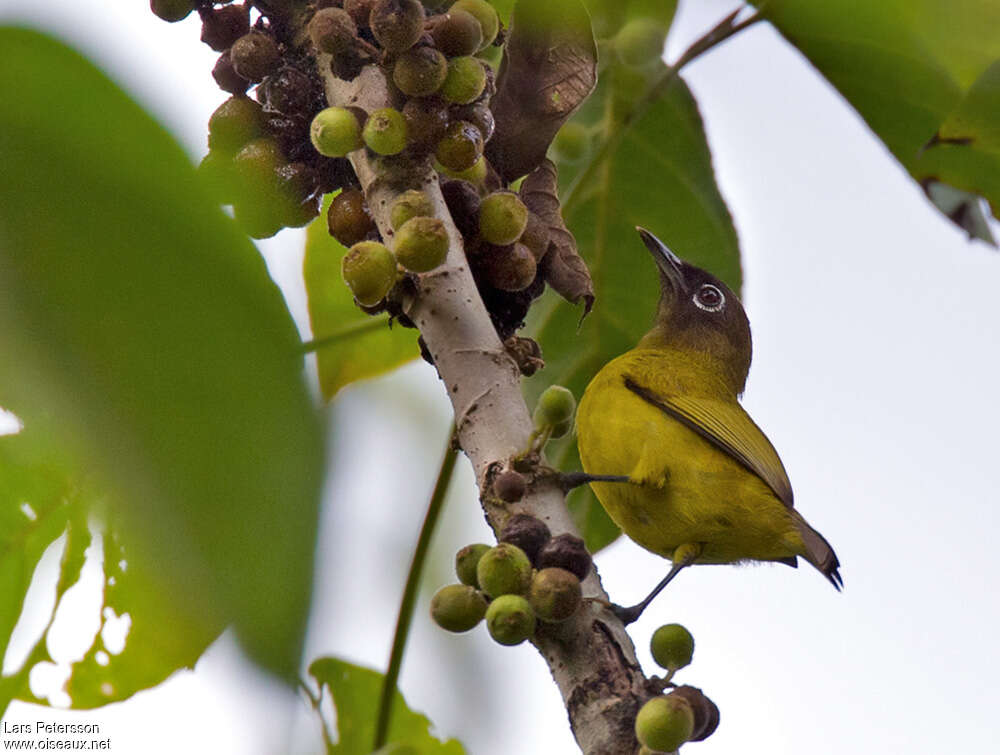 Bismarck White-eyeadult