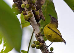 Bismarck White-eye