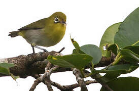 Fiji White-eye