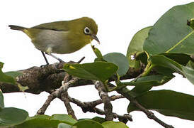 Fiji White-eye