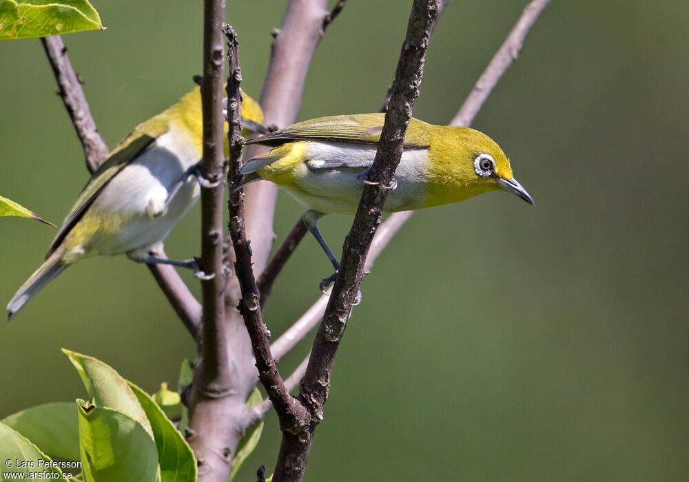 Lowland White-eye