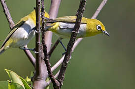 Lowland White-eye