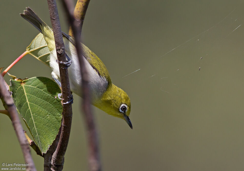 Lowland White-eye