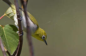 Lowland White-eye