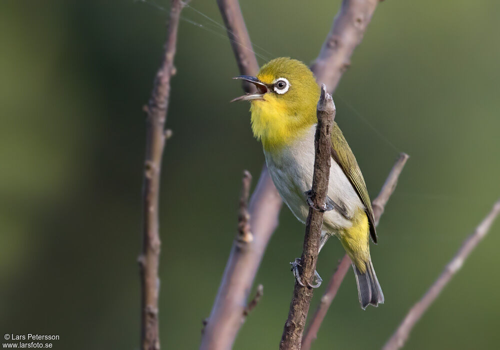 Lowland White-eye