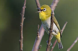 Lowland White-eye