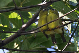 Solomons White-eye