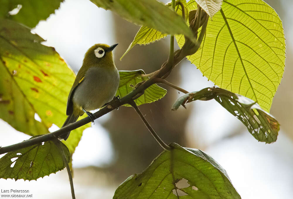 Taita White-eyeadult, habitat, pigmentation