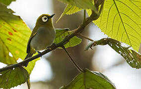 Taita White-eye