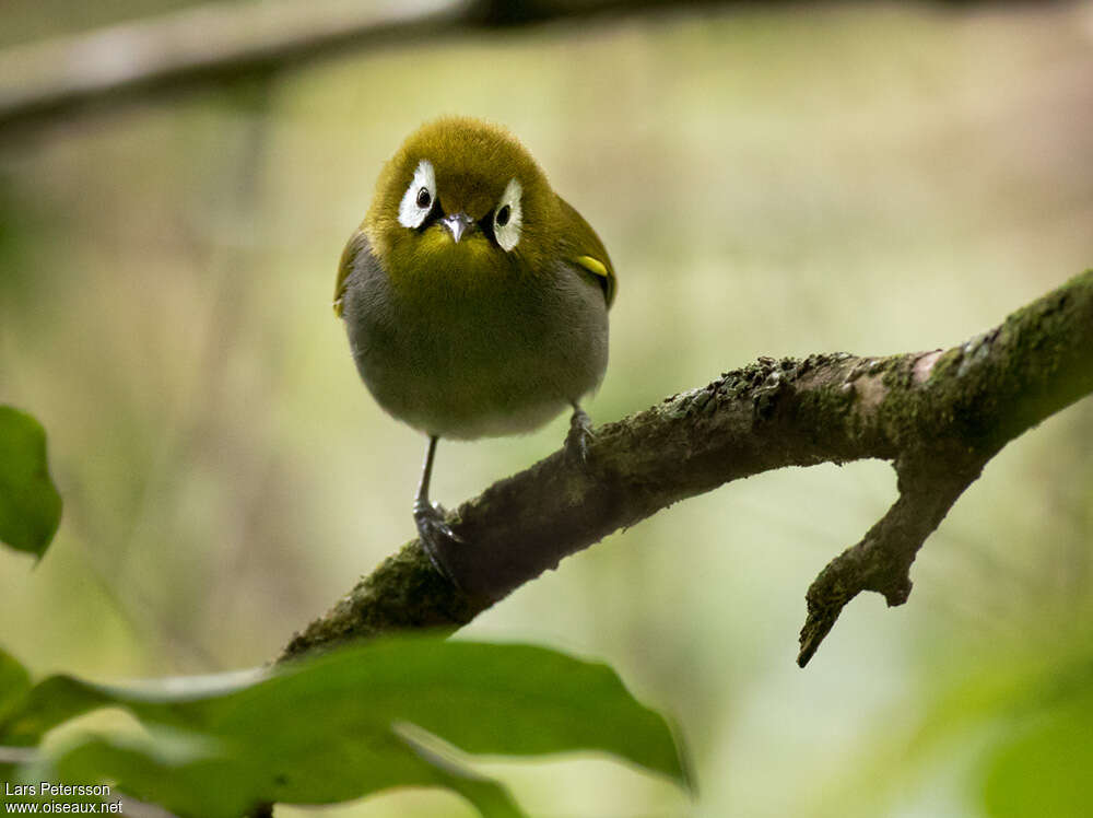 Taita White-eyeadult, close-up portrait