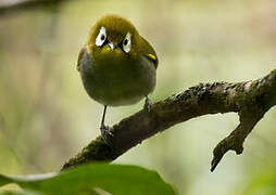 Taita White-eye