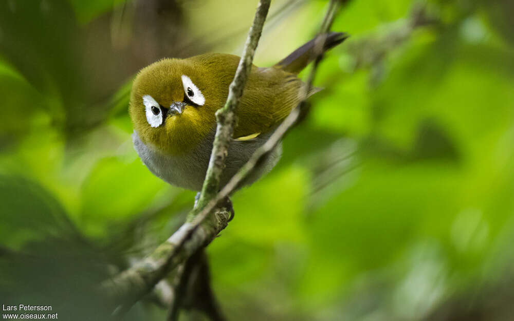 Taita White-eyeadult, pigmentation