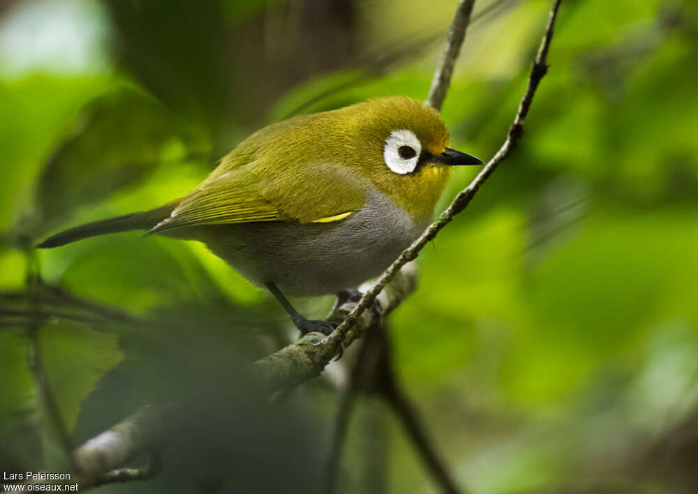 Taita White-eyeadult, identification