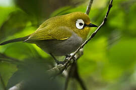 Taita White-eye