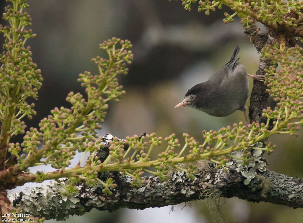 Zostérops du Camerounadulte, identification