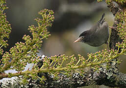 Mount Cameroon Speirops