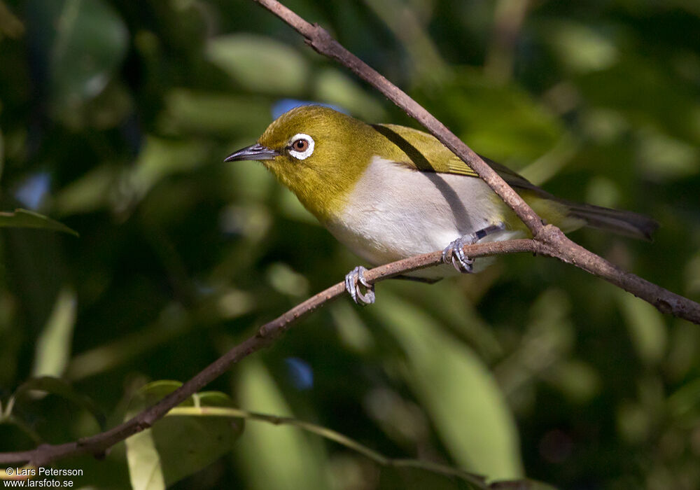 Warbling White-eye