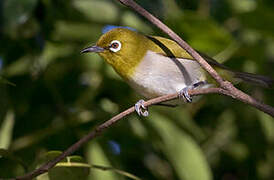 Warbling White-eye