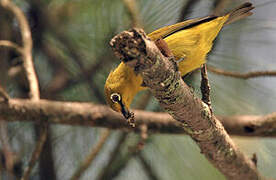 Warbling White-eye