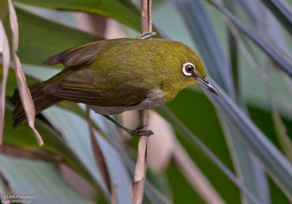 Warbling White-eye