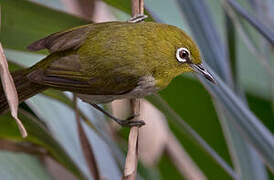 Warbling White-eye