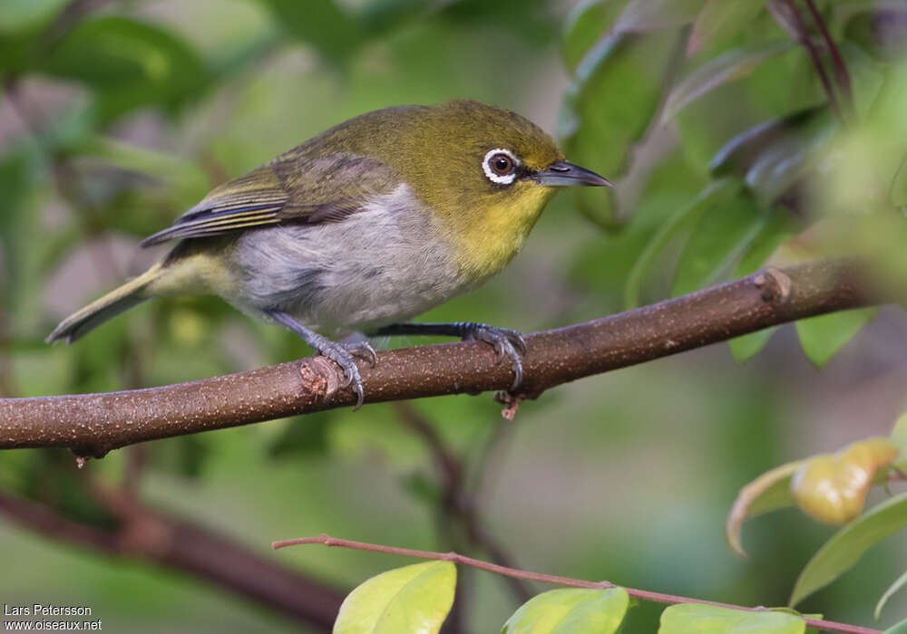 Warbling White-eyeadult, identification