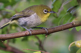 Warbling White-eye