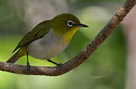 Warbling White-eye