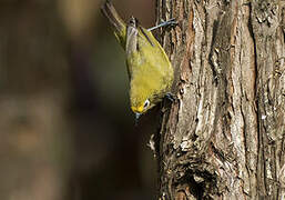 Kikuyu White-eye