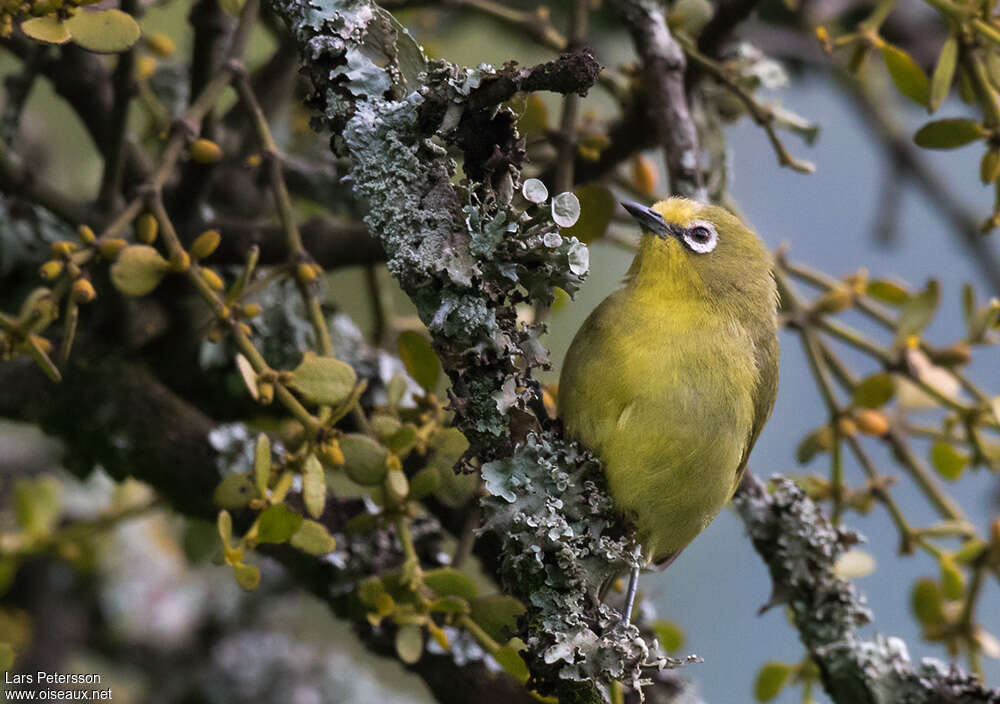 Zostérops du Kikuyuimmature, identification