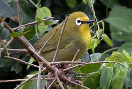 Kikuyu White-eye