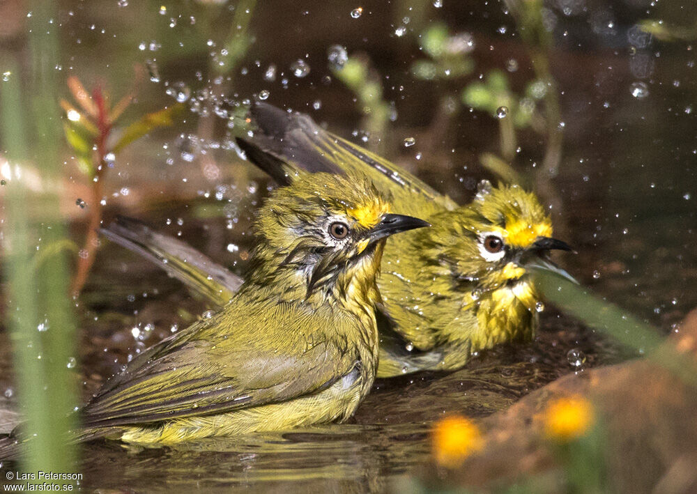 Kikuyu White-eye