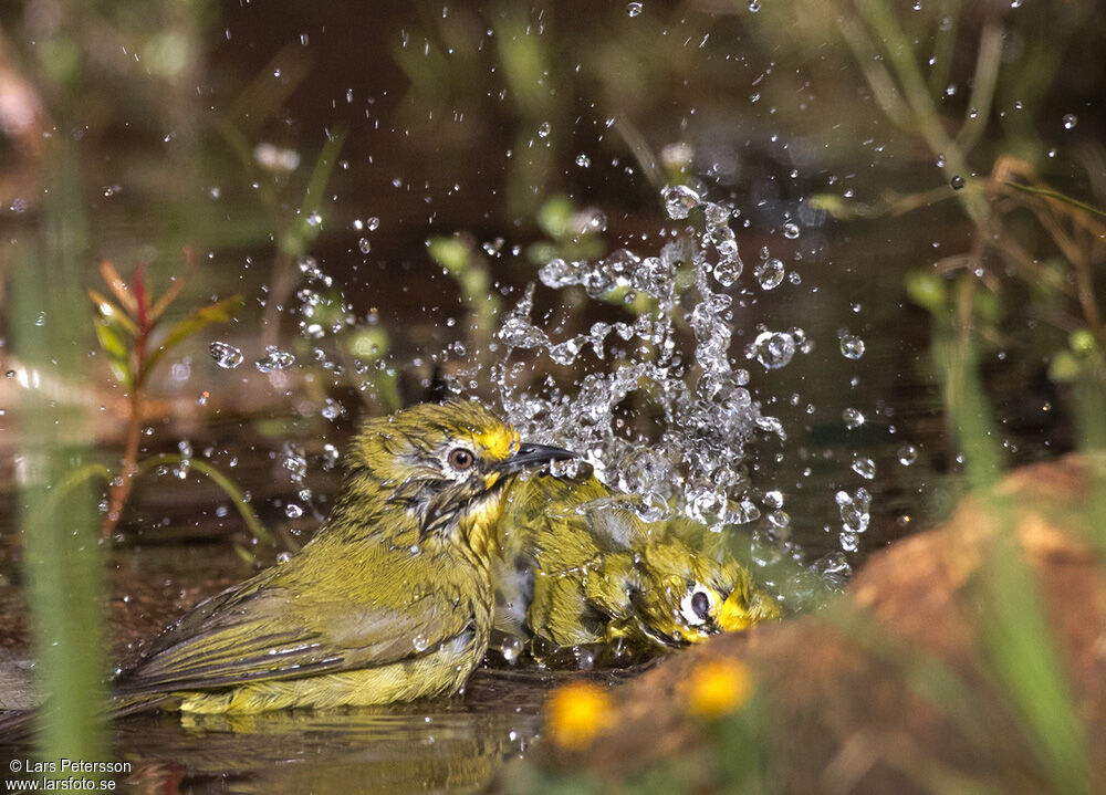 Kikuyu White-eye