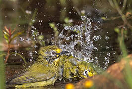 Kikuyu White-eye