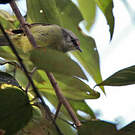 Zostérops javanais
