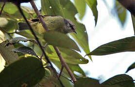 Mees's White-eye