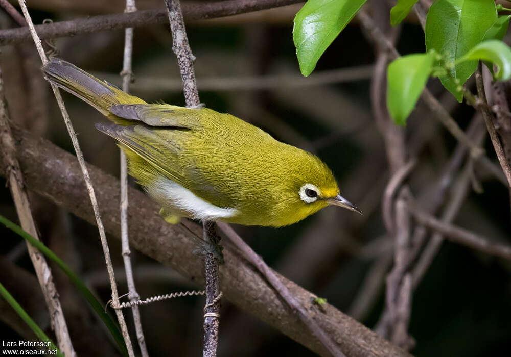 Small Lifou White-eyeadult