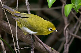 Small Lifou White-eye