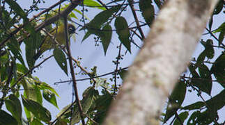 Capped White-eye