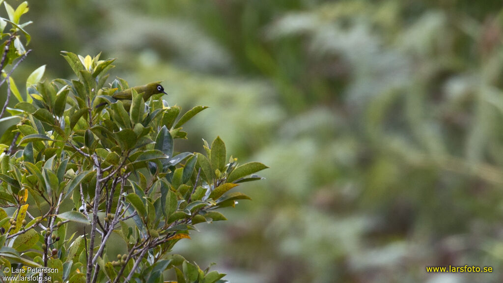 Capped White-eye