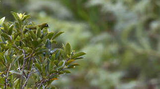 Capped White-eye