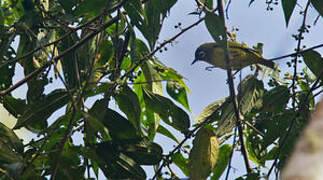 Capped White-eye