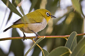 Indian White-eye