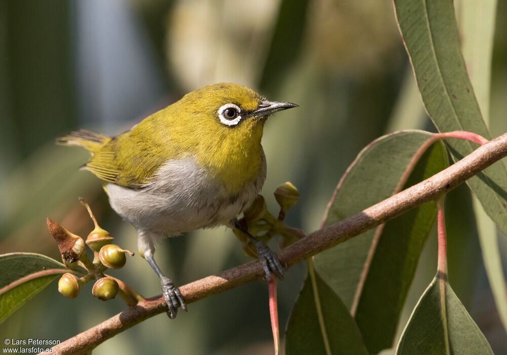 Zostérops oriental