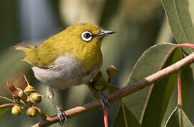 Indian White-eye