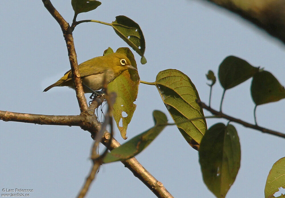 Ashy-bellied White-eye