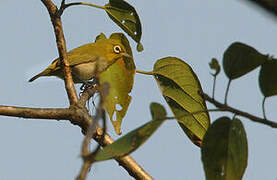 Ashy-bellied White-eye