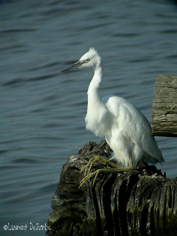 Aigrette garzette