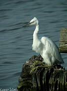 Little Egret