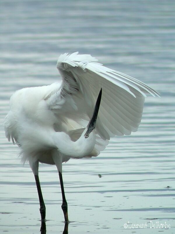 Little Egret